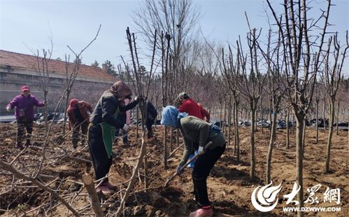 煙臺園林 引進新品種苗木，筑就生態宜居城市新畫卷