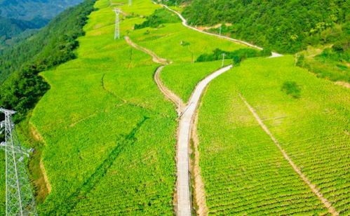 奉節新篇 貧瘠土地華麗轉身，花果之鄉筑夢宜居家園